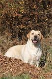 LABRADOR 357